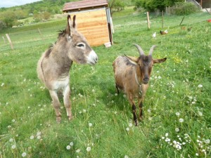 Ferme pédagogique : les animaux