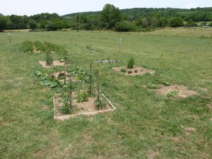 Ferme pédagogique : Le petit jardin en carrés