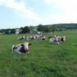 vaches_une journée d'été