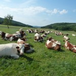 vaches_une journée d'été-2