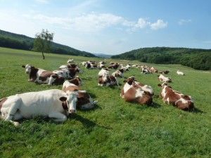 Ferme pédagogique : les vaches une journée d'été